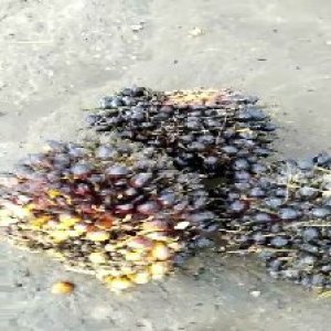 unripe_train (1028).jpg