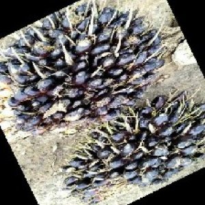 unripe_train (1032).jpg