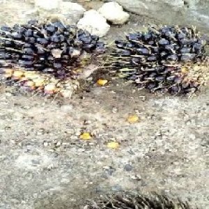 unripe_train (1037).jpg