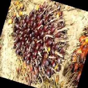 unripe_train (104).jpg