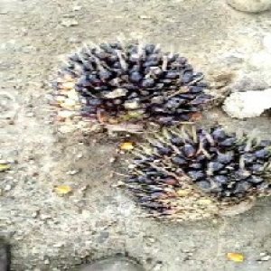 unripe_train (1041).jpg