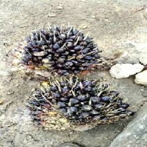 unripe_train (1043).jpg