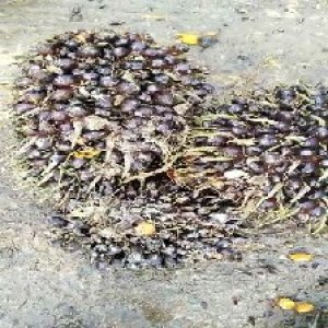 unripe_train (1047).jpg