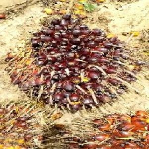 unripe_train (106).jpg