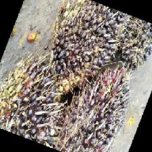 unripe_train (1065).jpg