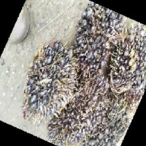 unripe_train (1074).jpg