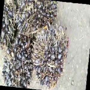 unripe_train (1075).jpg