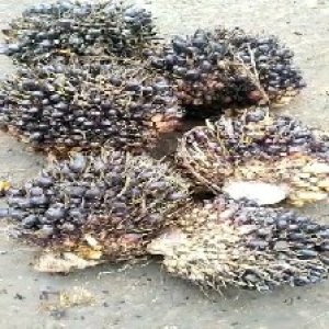 unripe_train (1083).jpg