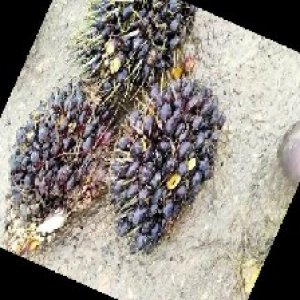 unripe_train (1133).jpg