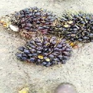 unripe_train (1134).jpg