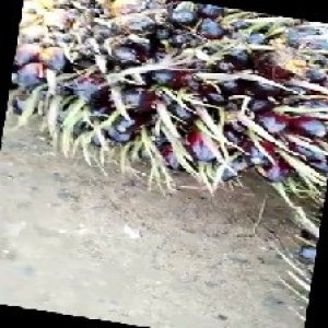 unripe_train (115).jpg