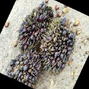 unripe_train (1151).jpg