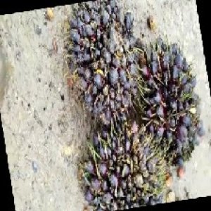 unripe_train (1155).jpg