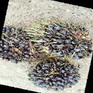 unripe_train (1176).jpg