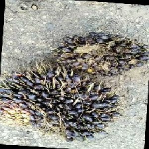 unripe_train (1177).jpg