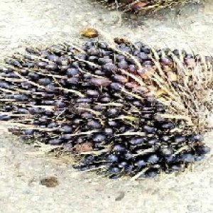 unripe_train (1232).jpg