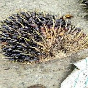 unripe_train (1235).jpg