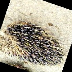 unripe_train (1241).jpg