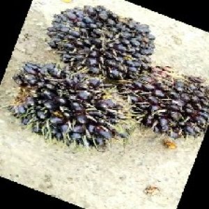 unripe_train (1252).jpg