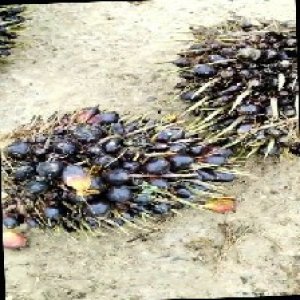 unripe_train (1264).jpg