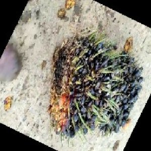 unripe_train (1304).jpg