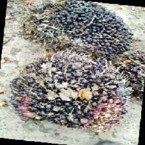 unripe_train (1316).jpg