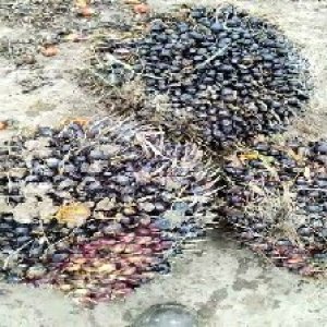 unripe_train (1318).jpg