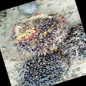 unripe_train (1319).jpg