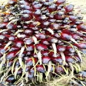 unripe_train (132).jpg