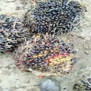 unripe_train (1320).jpg