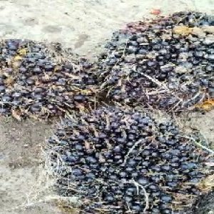 unripe_train (1323).jpg