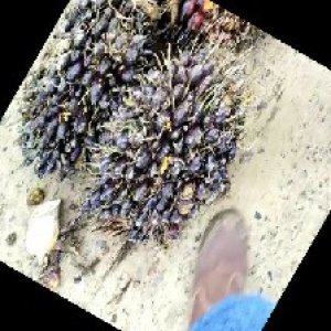 unripe_train (1328).jpg