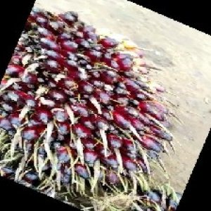 unripe_train (133).jpg