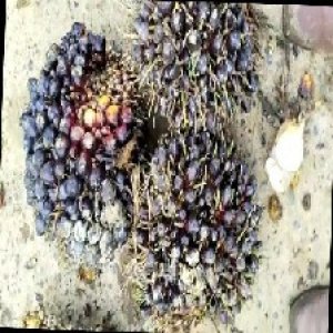 unripe_train (1330).jpg