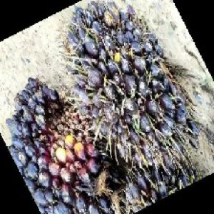 unripe_train (1331).jpg