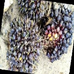 unripe_train (1333).jpg