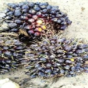 unripe_train (1334).jpg