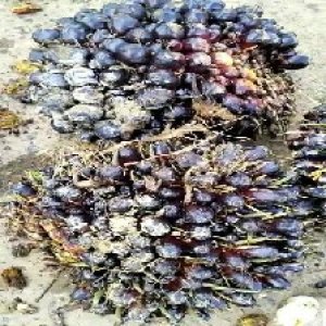 unripe_train (1335).jpg