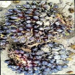 unripe_train (1336).jpg