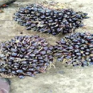 unripe_train (1337).jpg