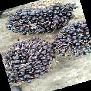 unripe_train (1338).jpg