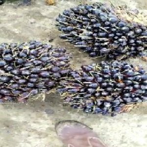 unripe_train (1340).jpg