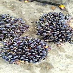 unripe_train (1341).jpg