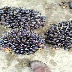 unripe_train (1343).jpg