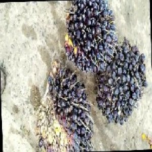 unripe_train (1345).jpg