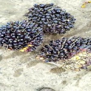 unripe_train (1346).jpg