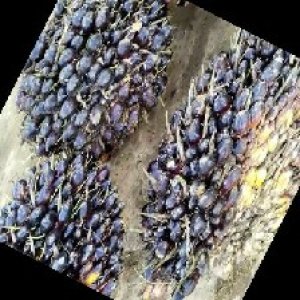 unripe_train (1348).jpg