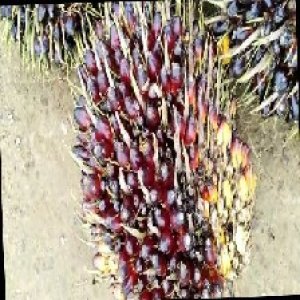 unripe_train (135).jpg