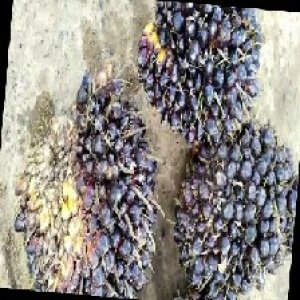 unripe_train (1350).jpg