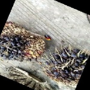 unripe_train (1355).jpg